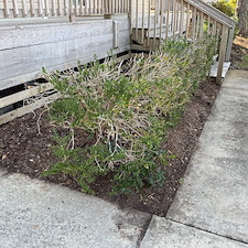 Leaf-Pine-Needle-Cleanup 12